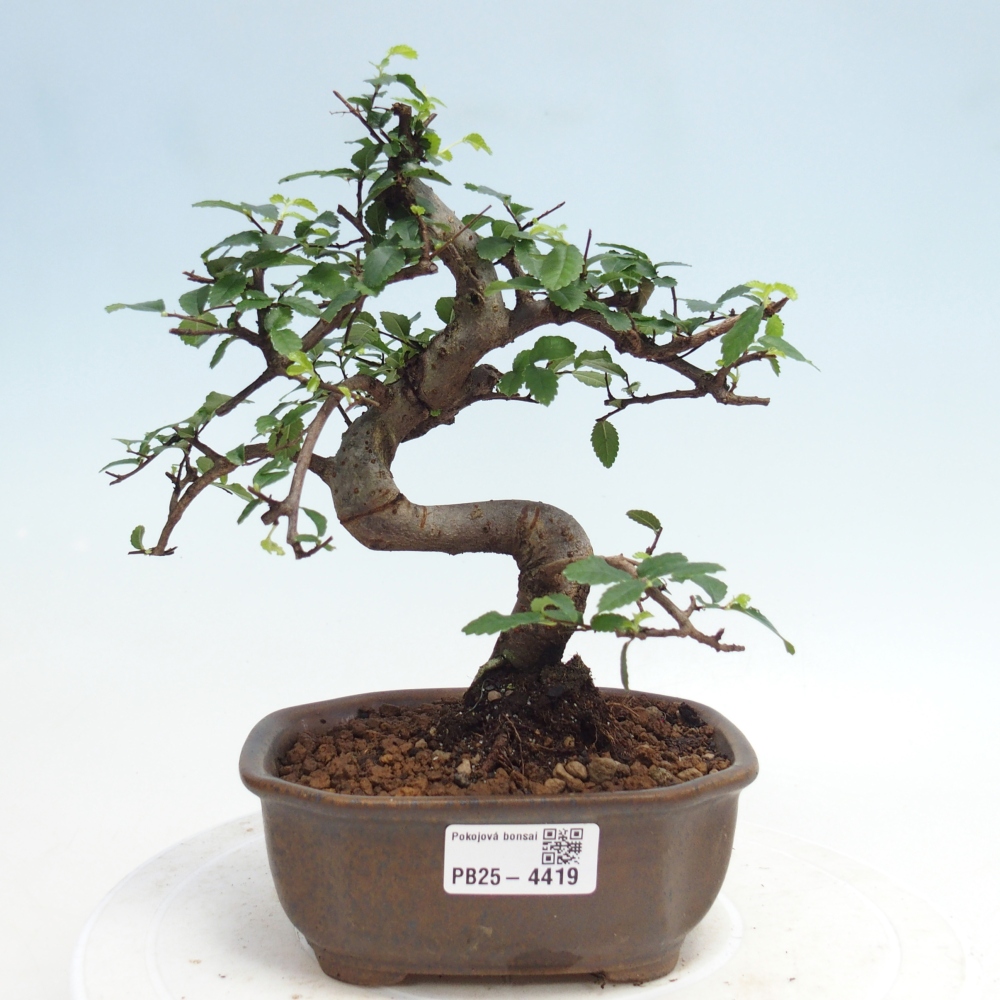 Pokój bonsai - Ulmus parvifolia - Wiąz drobnolistny