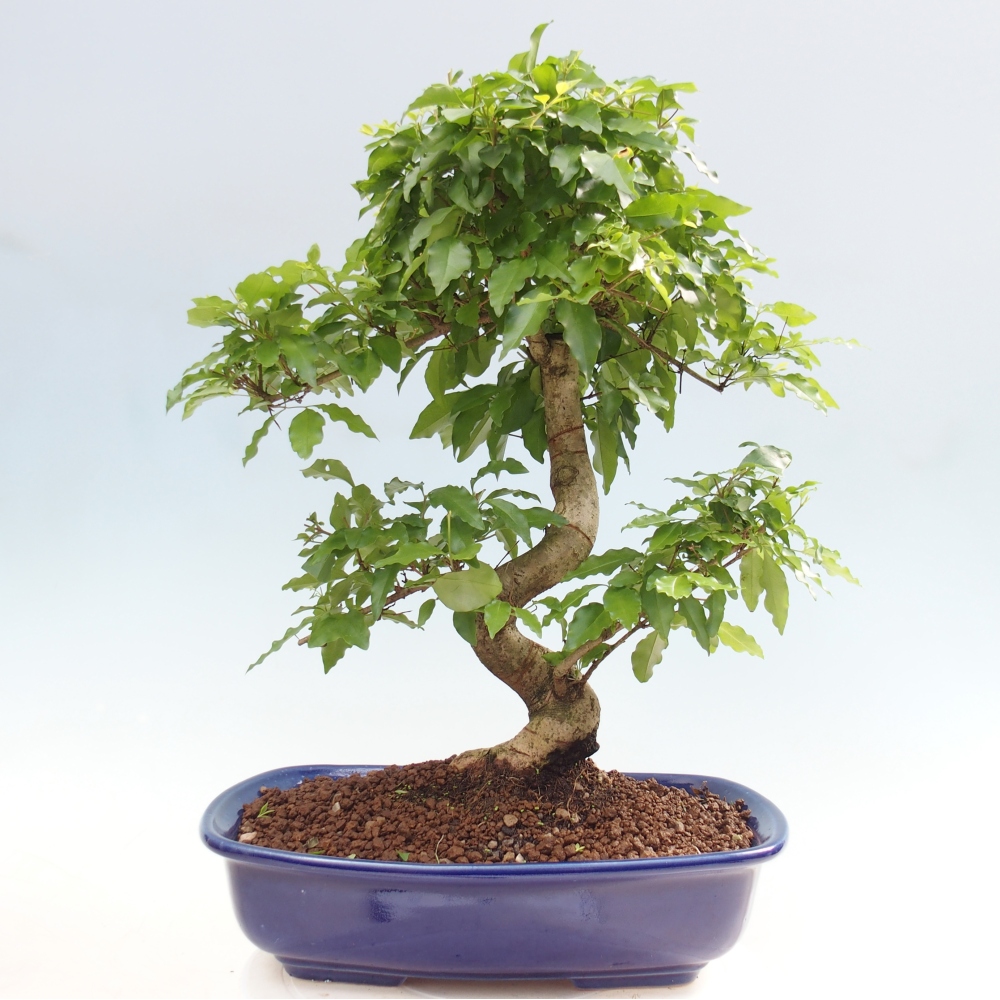Pokój bonsai - Ligustrum chinensis - Dziób ptaka