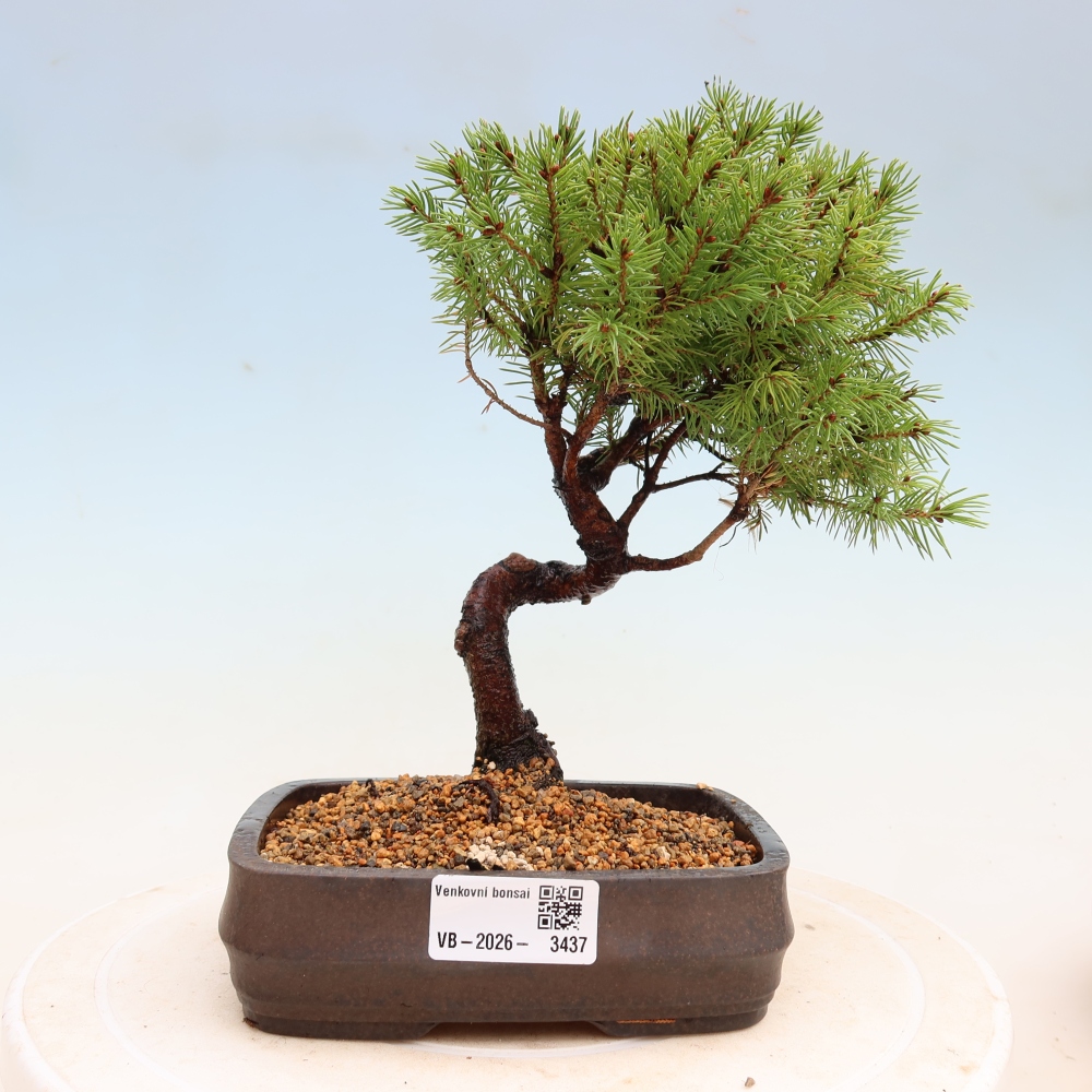 Bonsai ogrodowe – Świerk szary – Picea glauca globe