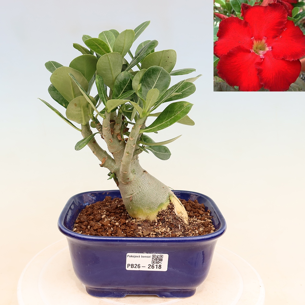 Bonsai pokojowe – Adenium obesum Red Star – Róża pustynna