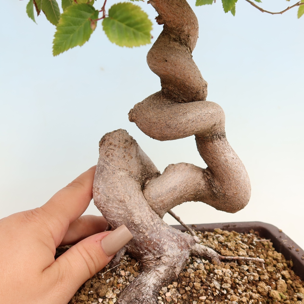 Outdoor bonsai - Carpinus CARPINOIDES - grab koreański