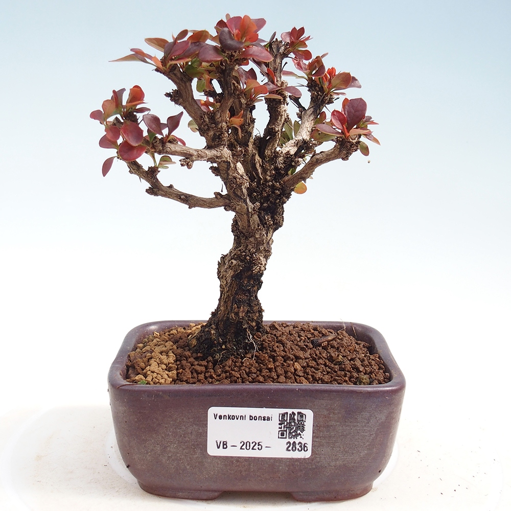 Bonsai zewnętrzne - Berberis Thunbergii Bagatelle