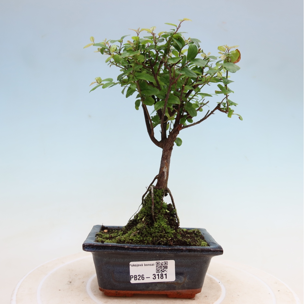 Bonsai pokojowe - Sageretia thea - Sageretia thea