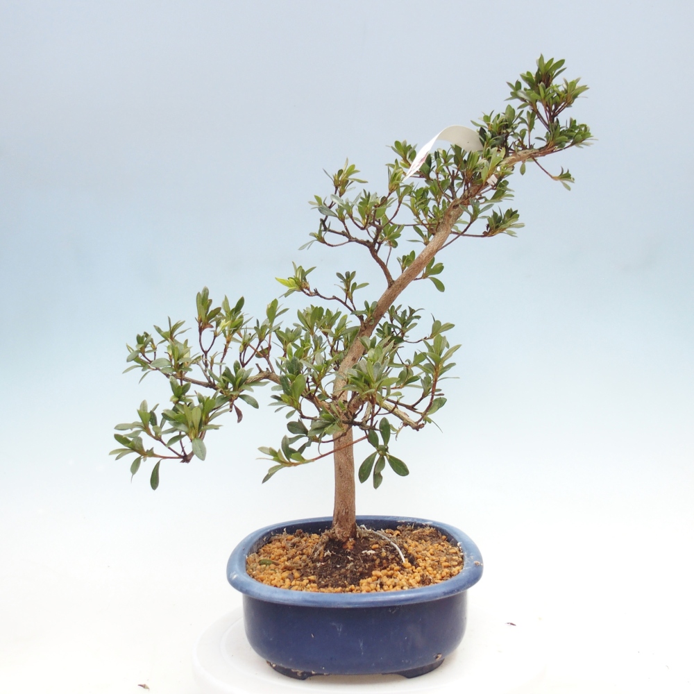 Bonsai zewnętrzne - Azalia japońska - Azalia Senhime