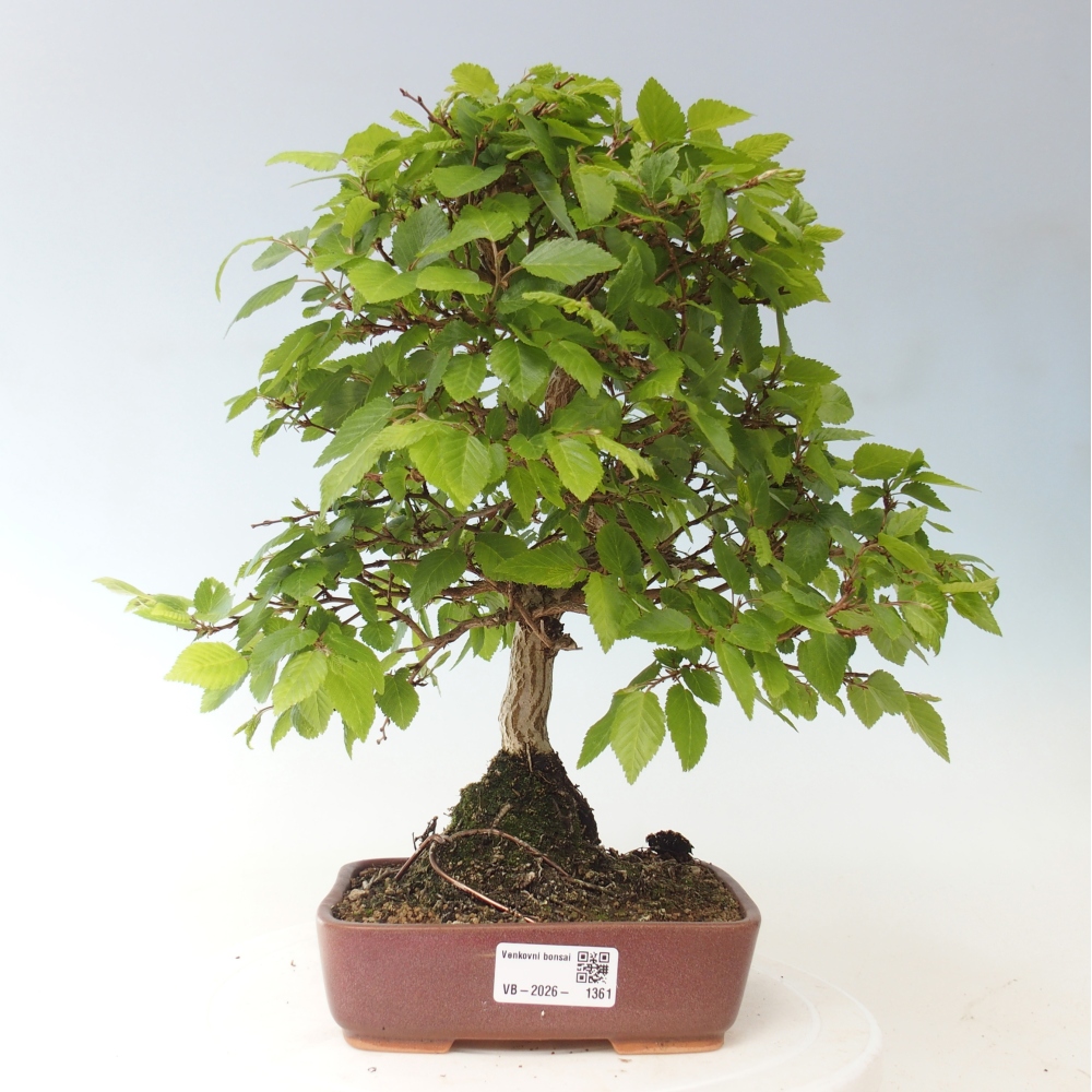 Outdoor bonsai - Carpinus CARPINOIDES - grab koreański