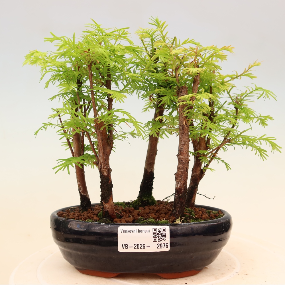 Bonsai ogrodowe – Metasequoia glyptostroboides – metasekwoja chińska – zagajnik