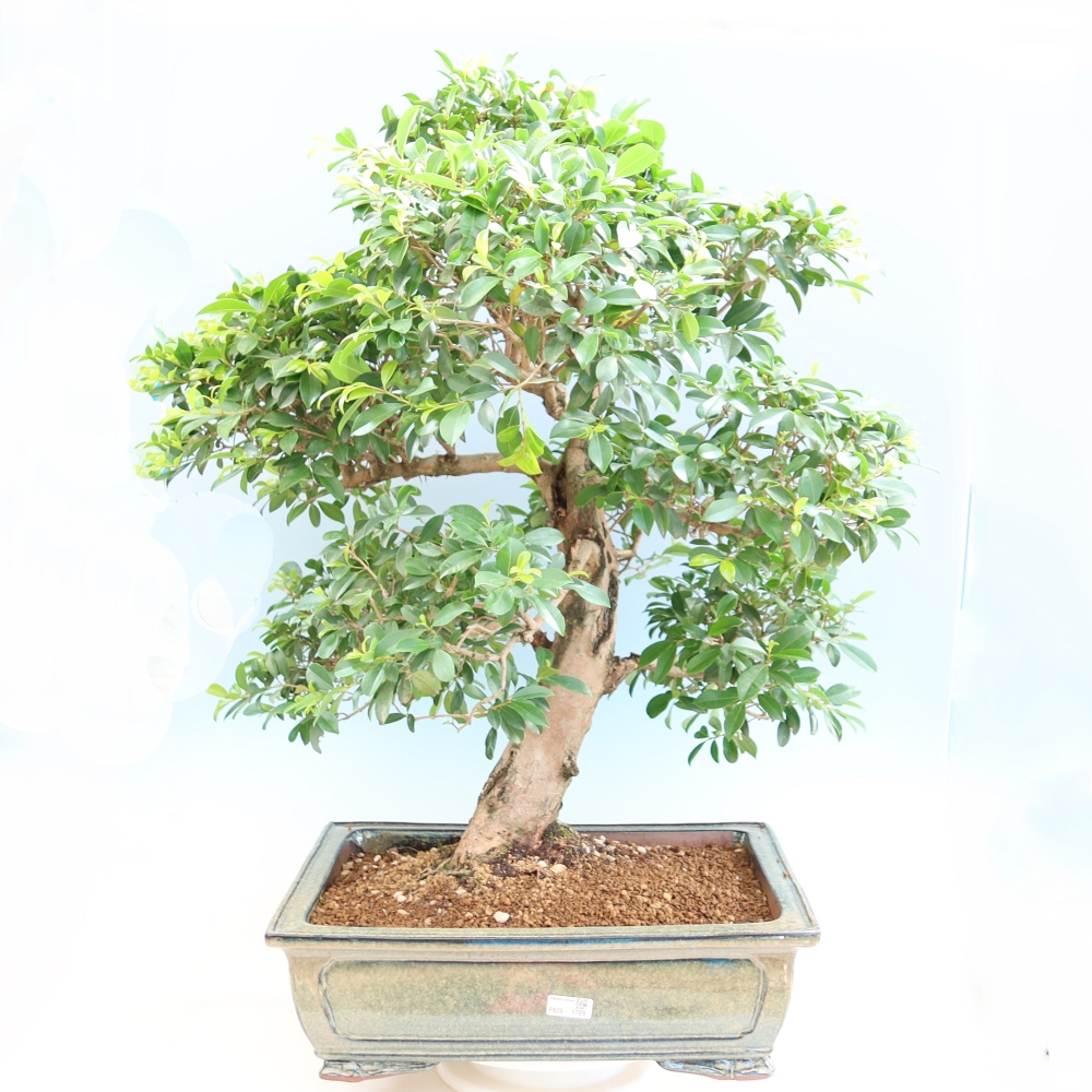 Pokój bonsai - Wiśnia australijska - Eugenia uniflora