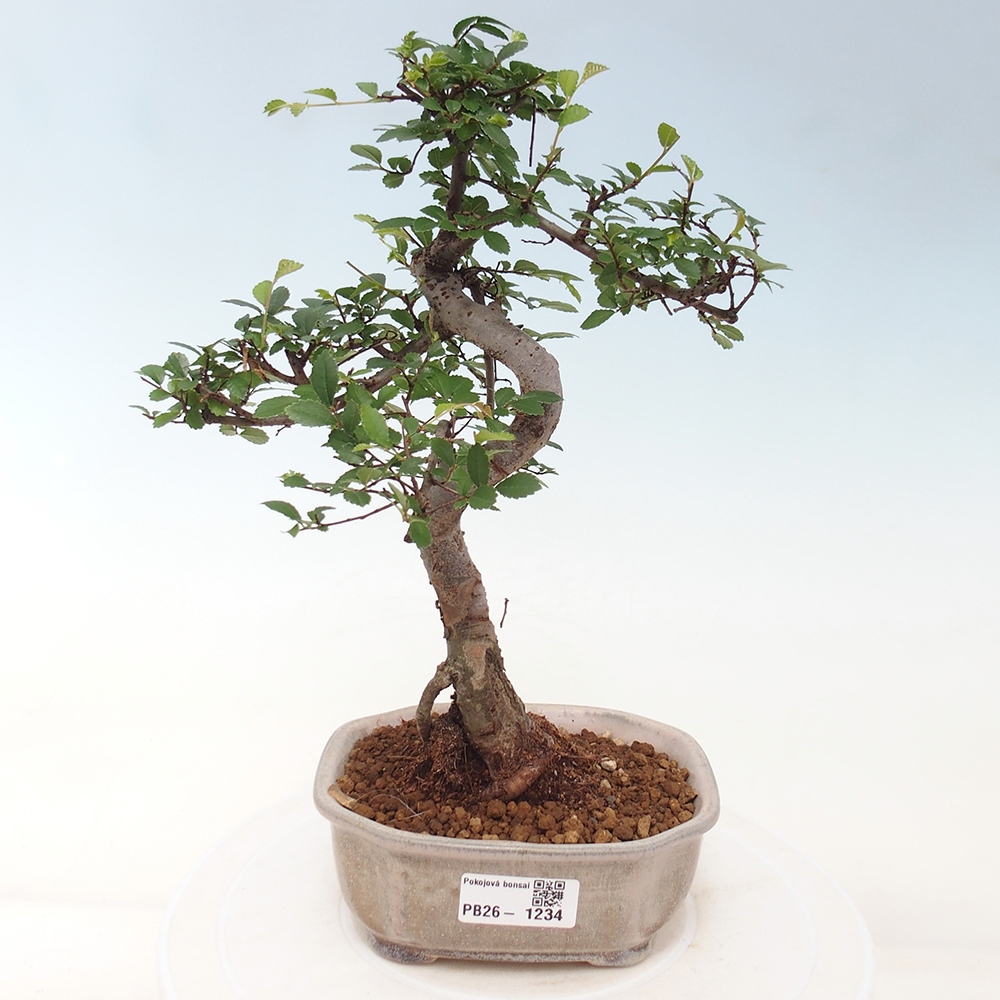 Pokój bonsai - Ulmus parvifolia - Wiąz drobnolistny