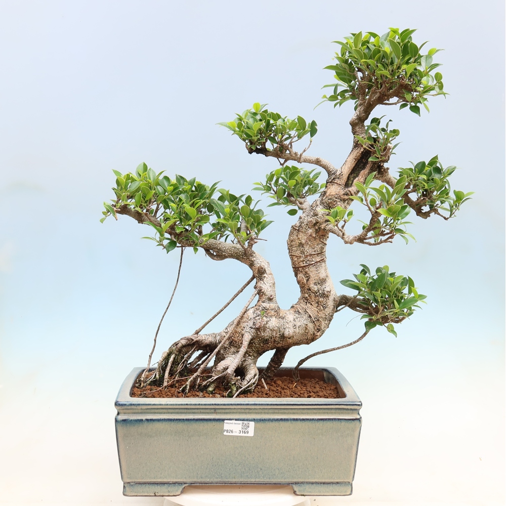 Pokój bonsai - Ficus kimmen - figowiec drobnolistny