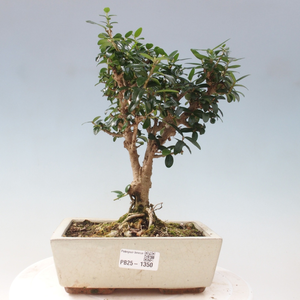 Kryte bonsai - Olea europaea sylvestris - Europejska oliwa z małych liści