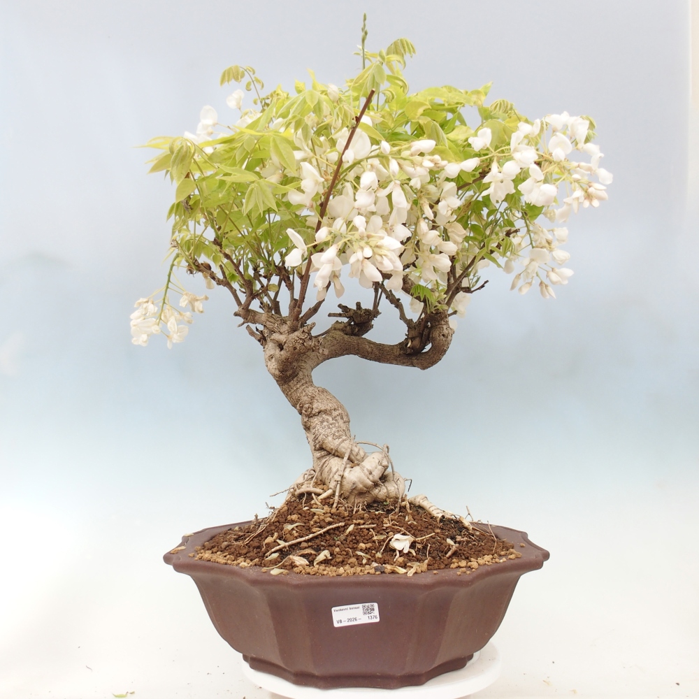 Bonsai zewnętrzne - Vistaria - Wisteria
