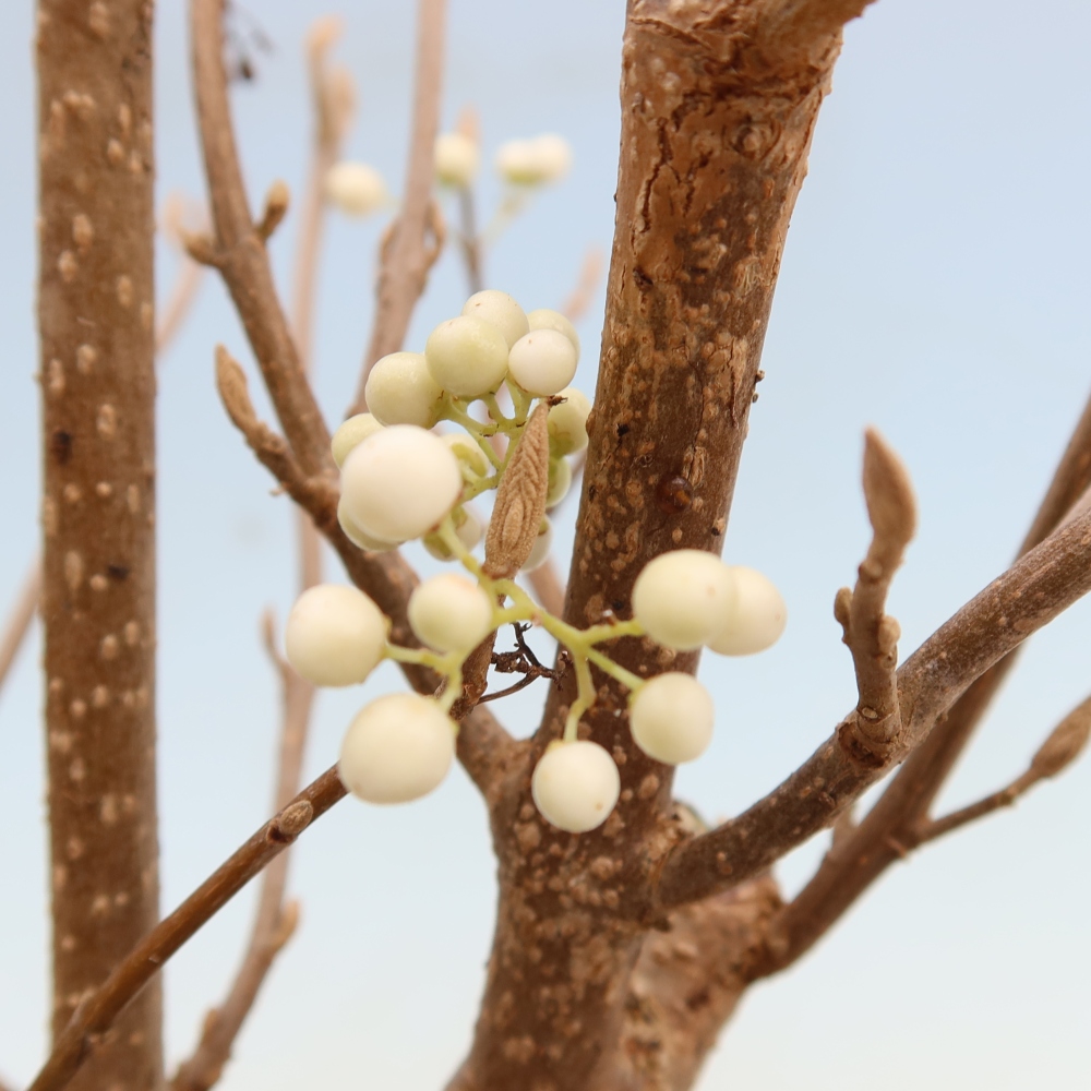 Bonsai ogrodowe – Callicarpa bodinieri Snowqueen – pięknoowocówka