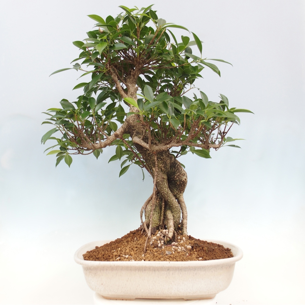 Bonsai pokojowe - Ficus kimmen - figowiec drobnolistny - WYŁĄCZNIE ODBIÓR OSOBISTY lub transport paletowy