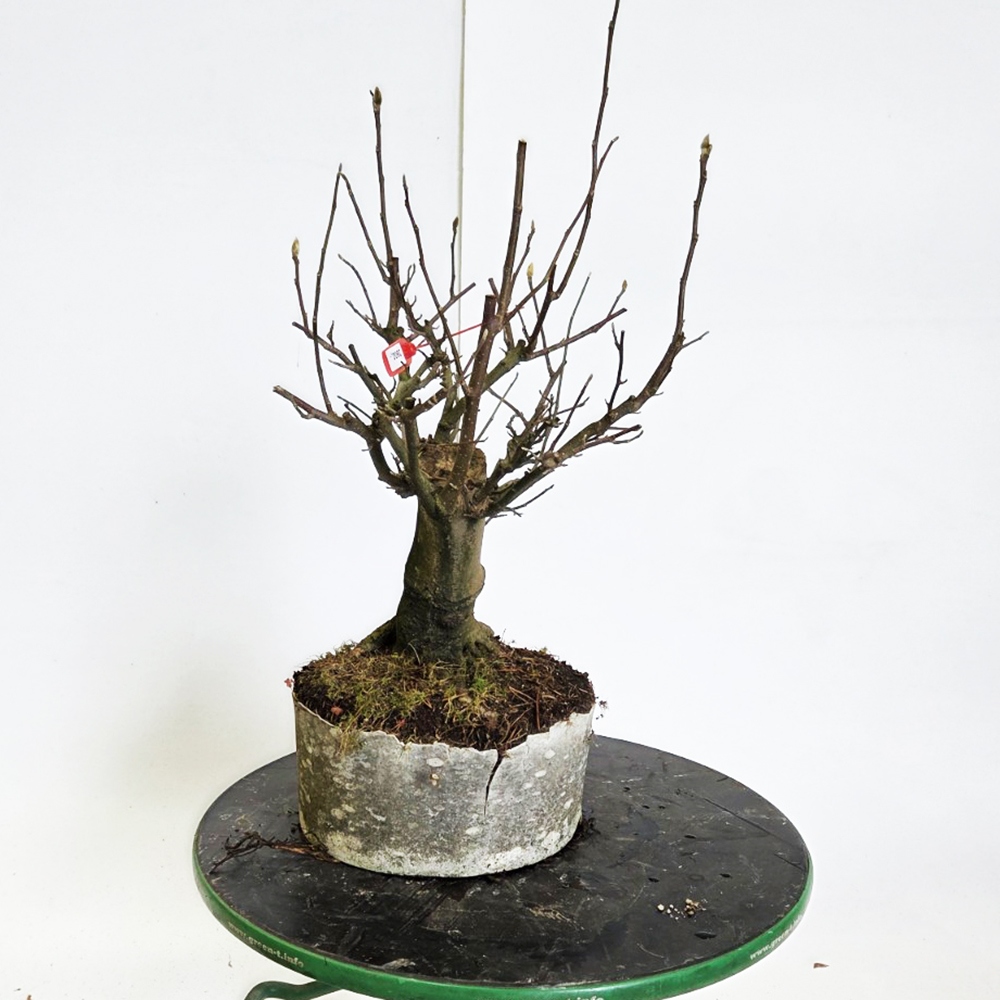 Outdoor bonsai - magnolia - Šácholan