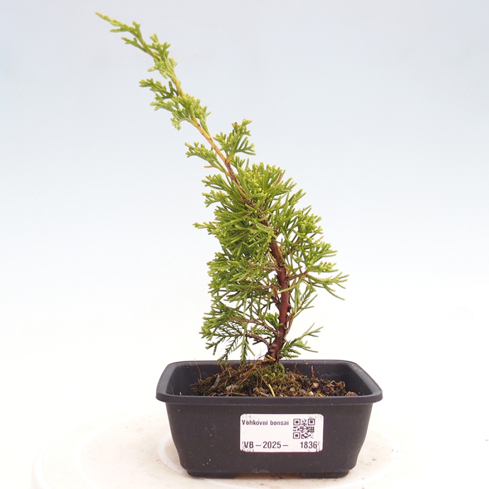 Outdoor bonsai - Juniperus chinensis Itoigawa - Jałowiec chiński