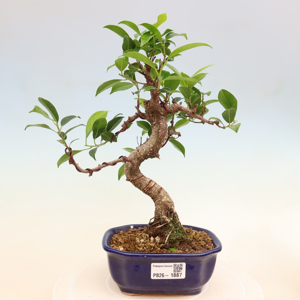 Pokój bonsai - Ficus retusa - figowiec drobnolistny