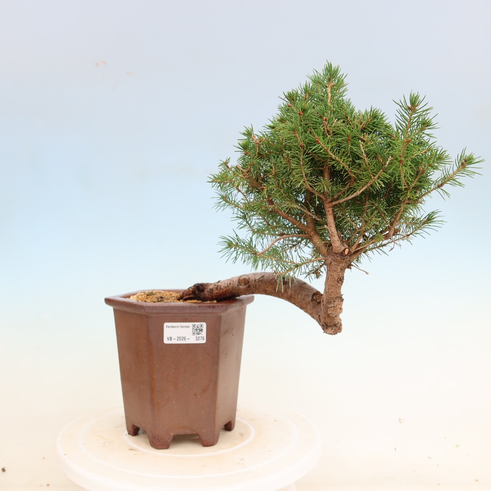 Outdoor bonsai - Świerk pospolity - Picea glauca globe