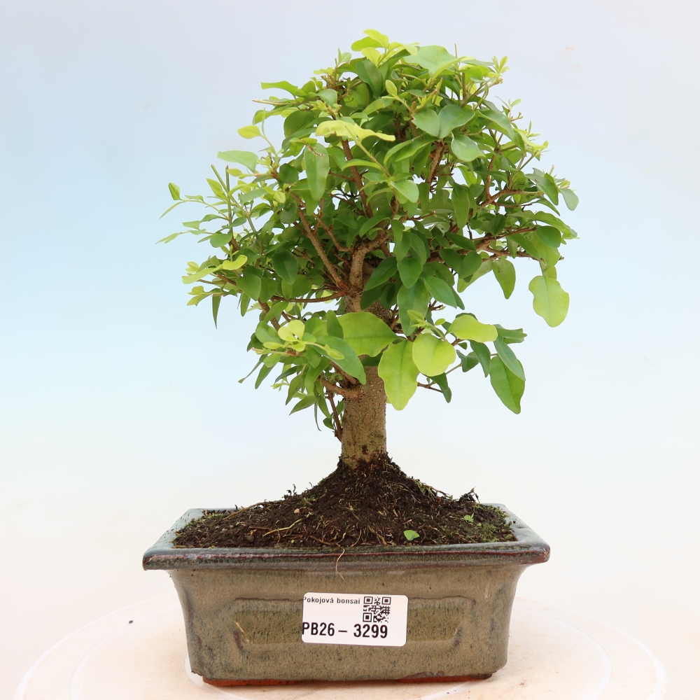 Pokój bonsai - Ligustrum chinensis - Dziób ptaka