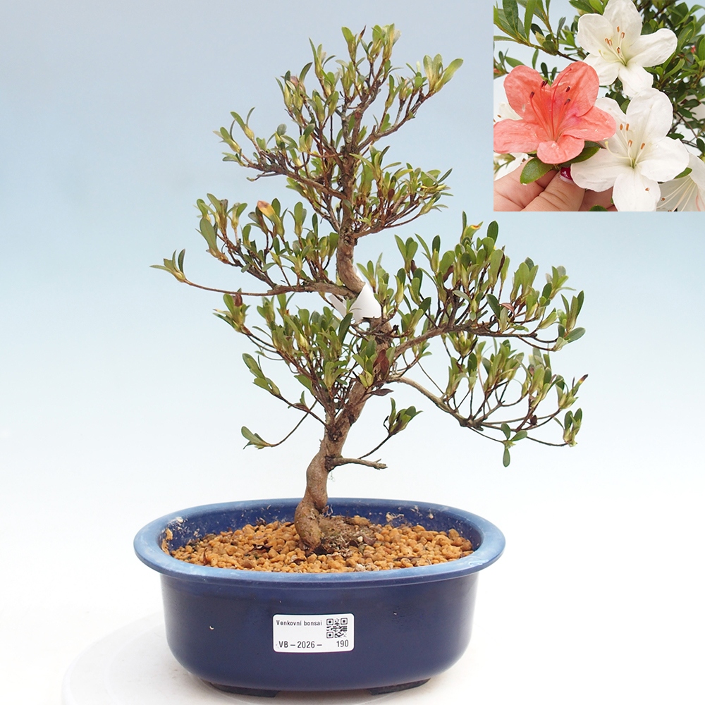 Bonsai zewnętrzne - Azalia japońska - Azalia Matsunami