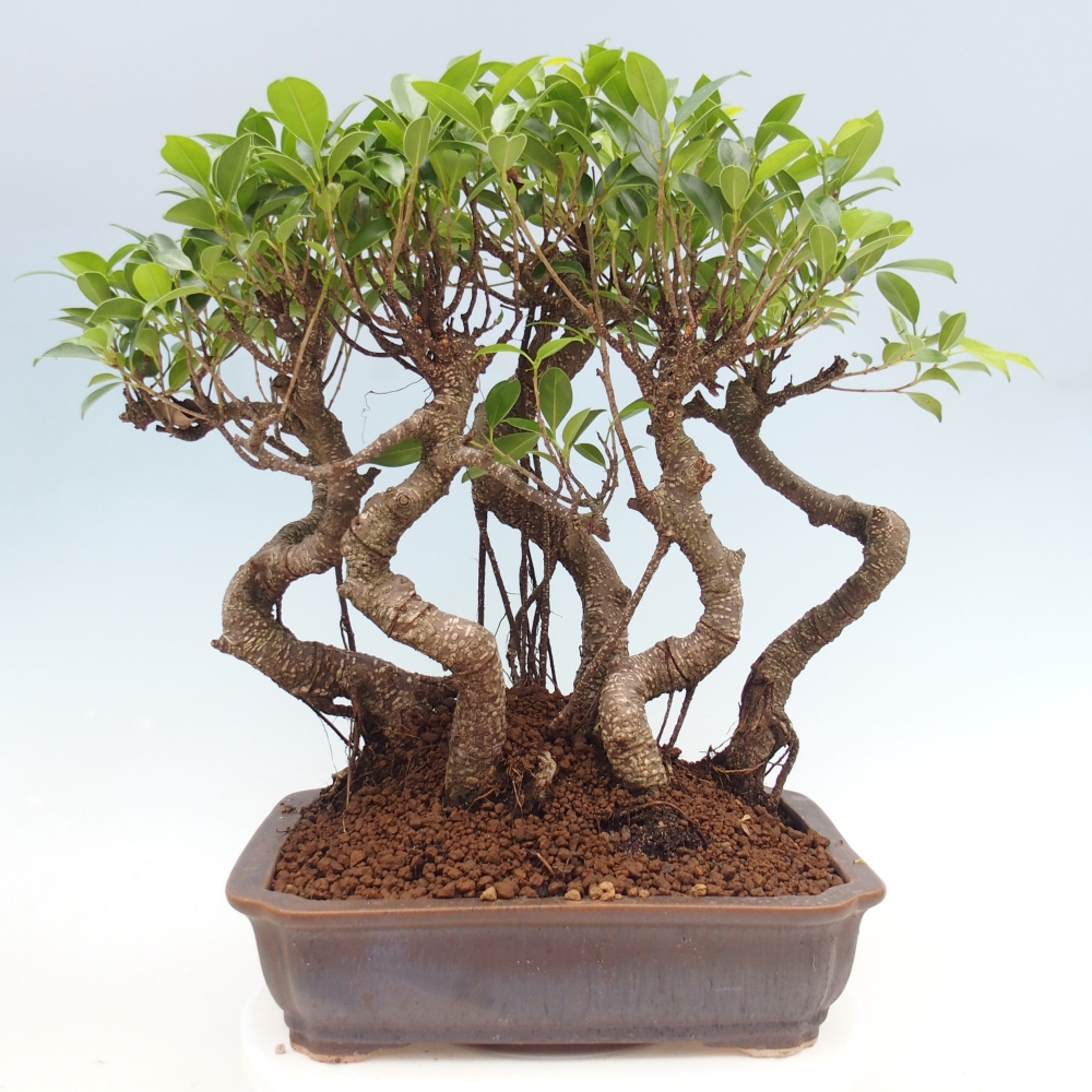 Pokój bonsai - Ficus kimmen - figowiec drobnolistny