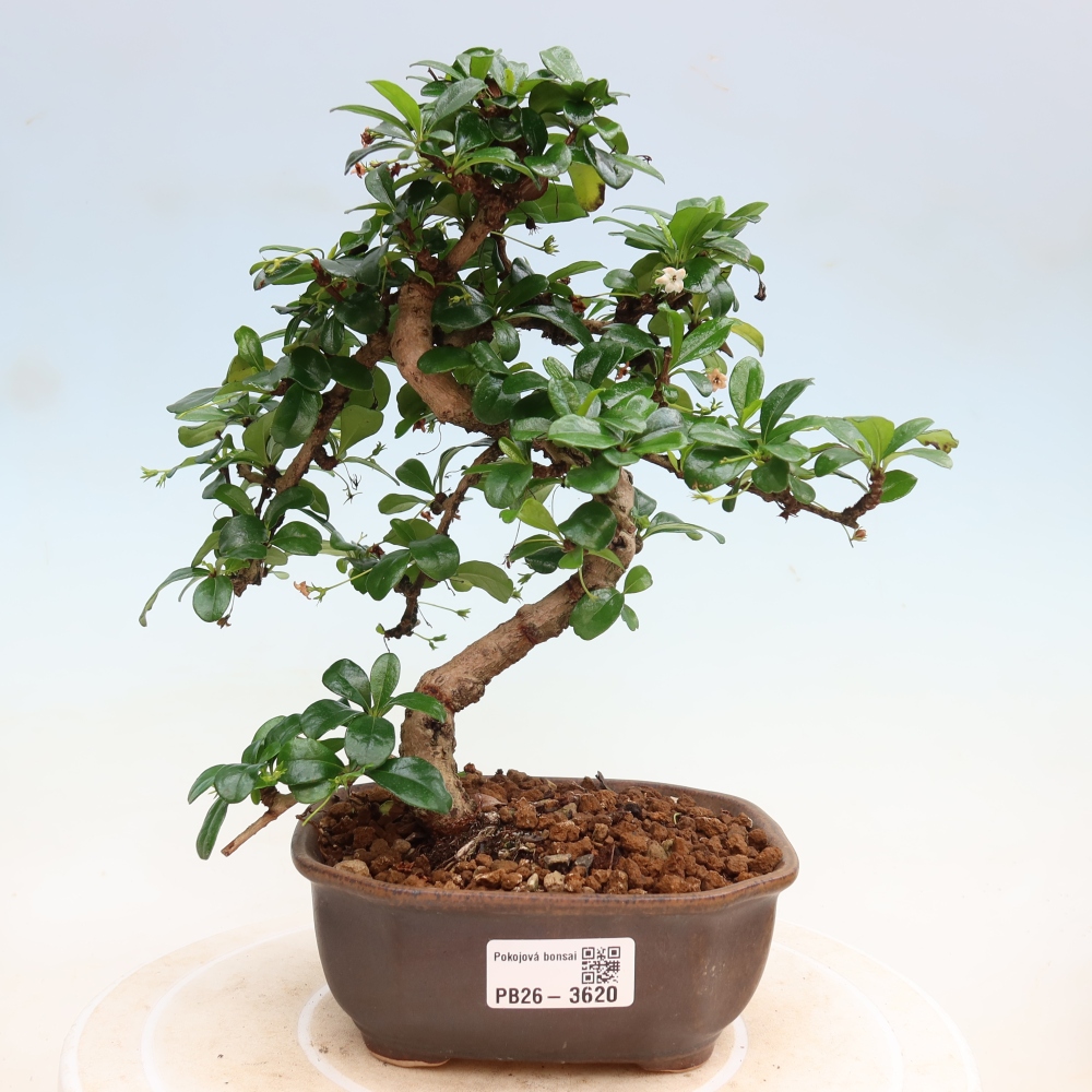 Bonsai pokojowe - Carmona macrophylla - Tea fuki