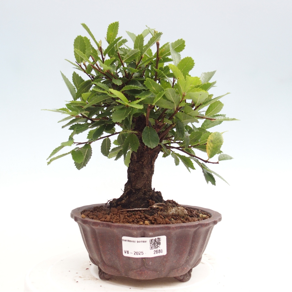 Outdoor bonsai - Zelkova - Zelkova NIRE