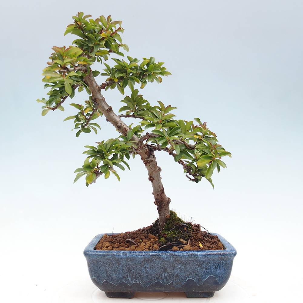 Outdoor Bonsai-Pyracanta Teton-Piekarnia