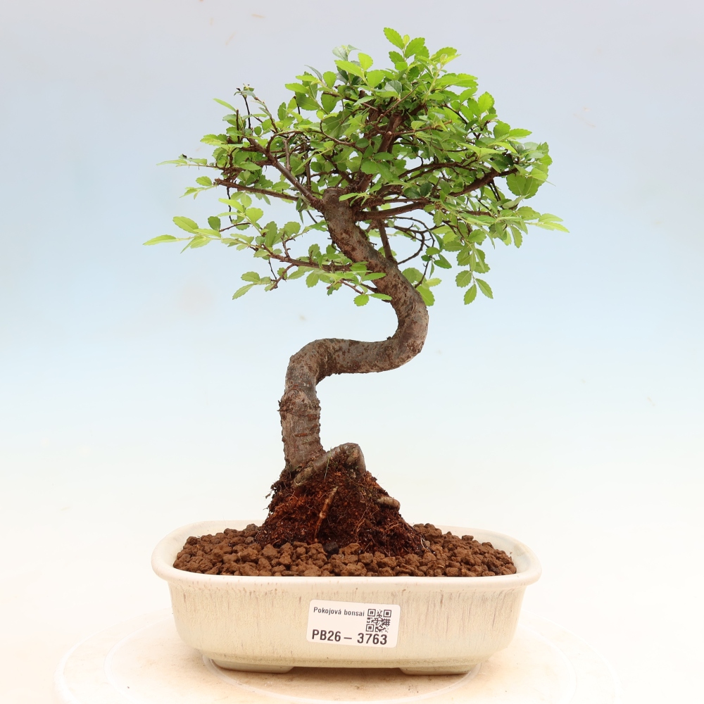 Pokój bonsai - Ulmus parvifolia - Wiąz drobnolistny