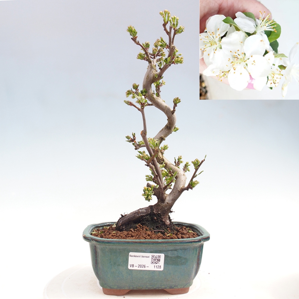Outdoor bonsai - Malus sargentii - Jabłoń drobnoowocowa