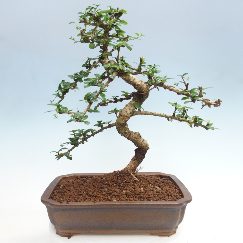 Bonsai pokojowe - Carmona macrophylla - Tea fuki