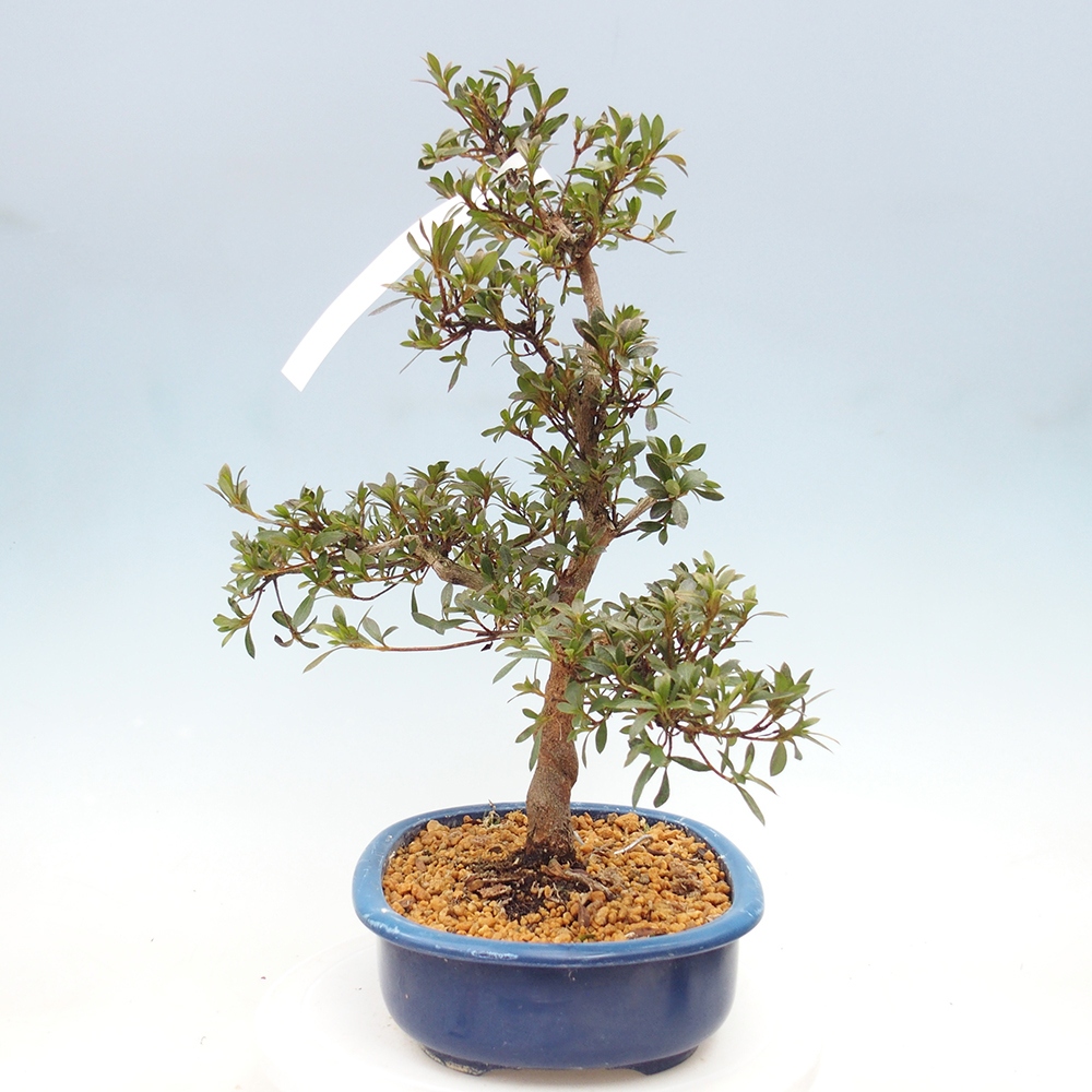 Bonsai zewnętrzne - Azalia japońska - Azalia Reiko