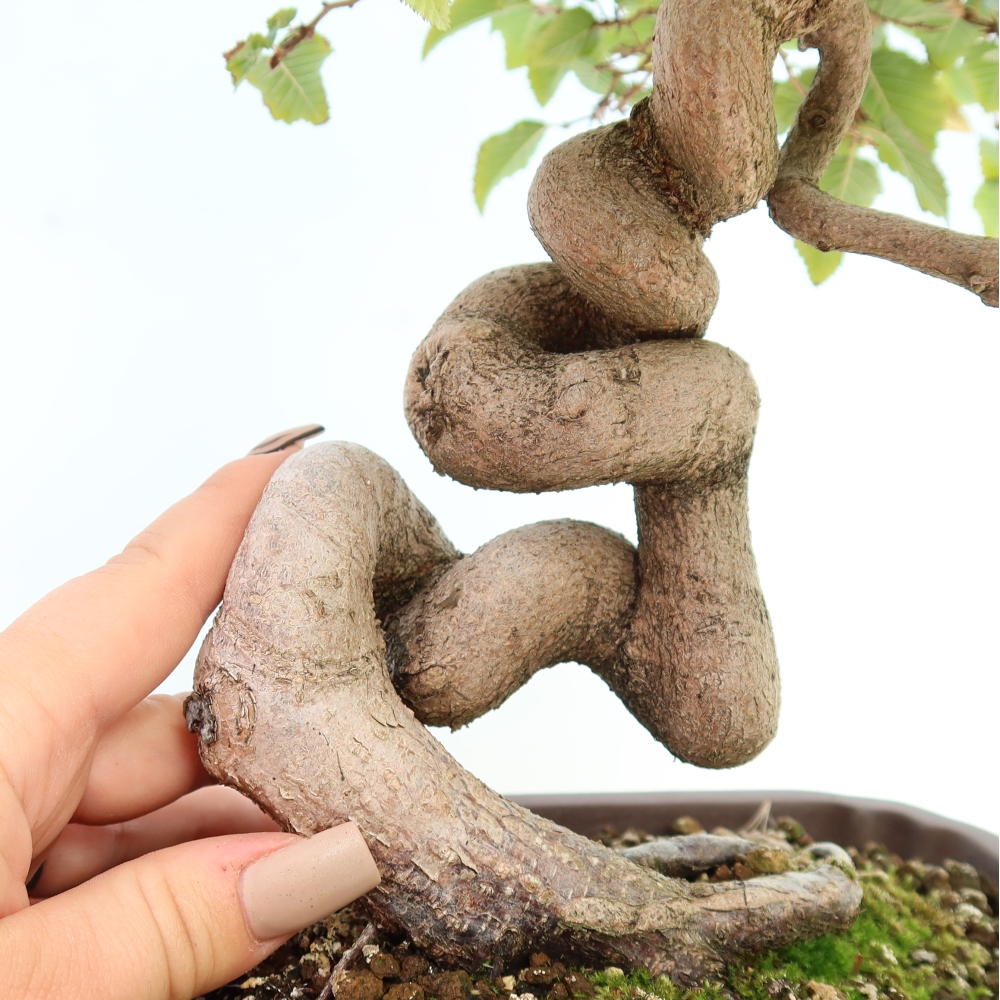 Outdoor bonsai - Carpinus CARPINOIDES - grab koreański