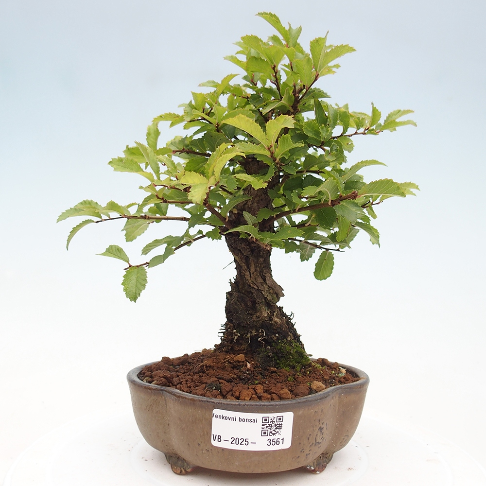 Bonsai zewnętrzne - Zelkova - Zelkova NIRE