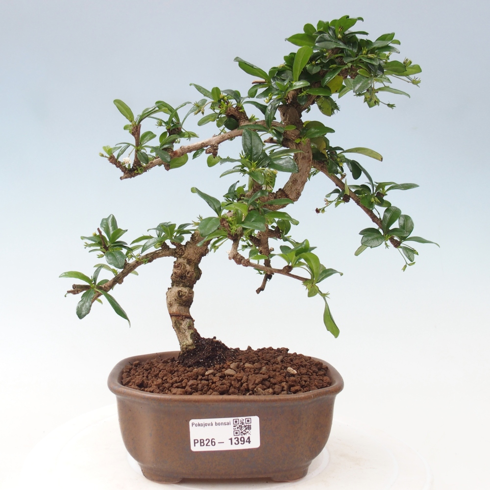 Bonsai pokojowe - Carmona macrophylla - Tea fuki