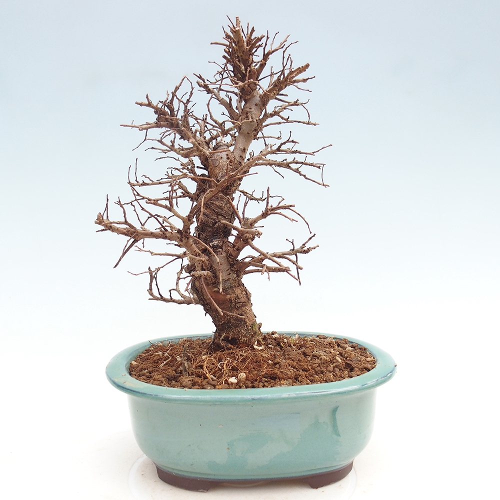 Bonsai zewnętrzne - Zelkova - Zelkova NIRE