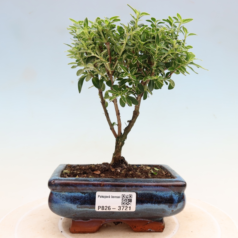 Bonsai pokojowe – Serissa foetida Variegata – Drzewo tysiąca gwiazd