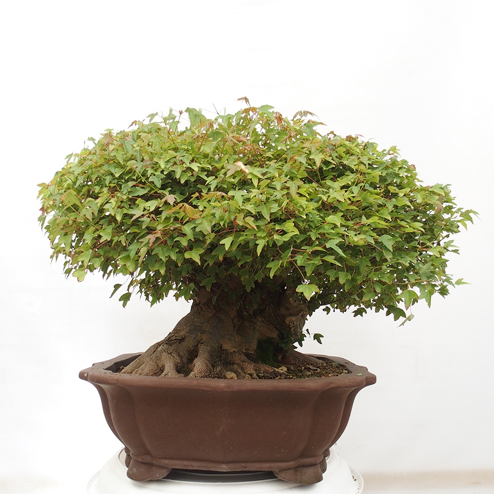 Outdoor bonsai - Maple Buergerianum - Burger Maple