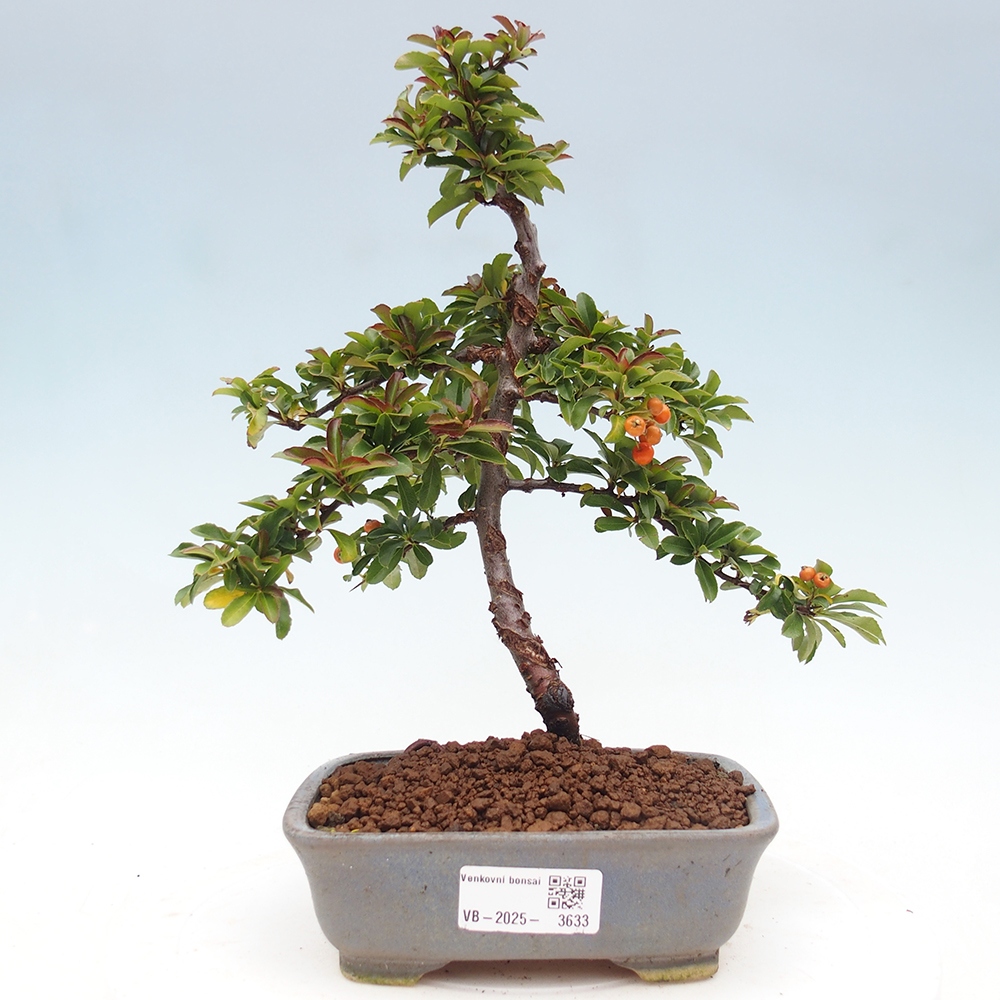 Outdoor bonsai-Pyracantha Teton -Hlox