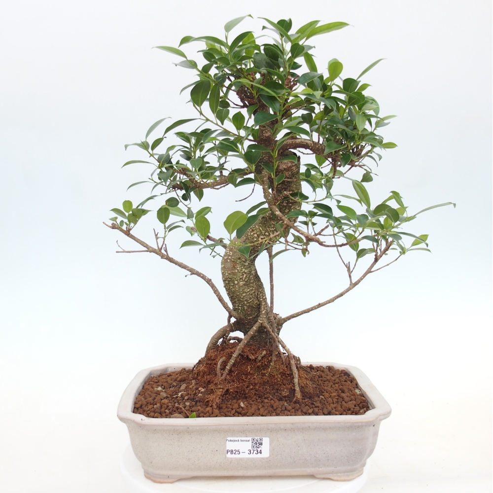 Pokój bonsai - Ficus kimmen - figowiec drobnolistny