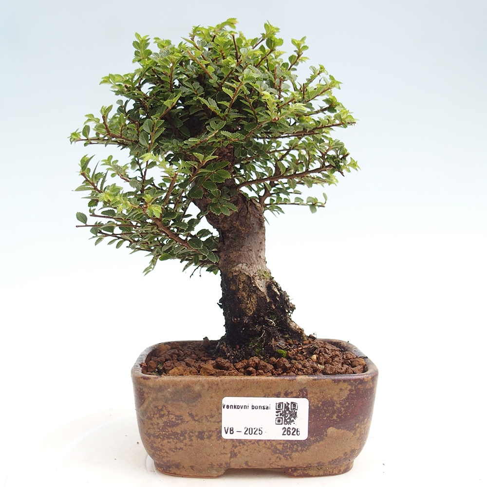 Bonsai zewnętrzne - Ulmus parvifolia Hokkaido - wiąz chiński