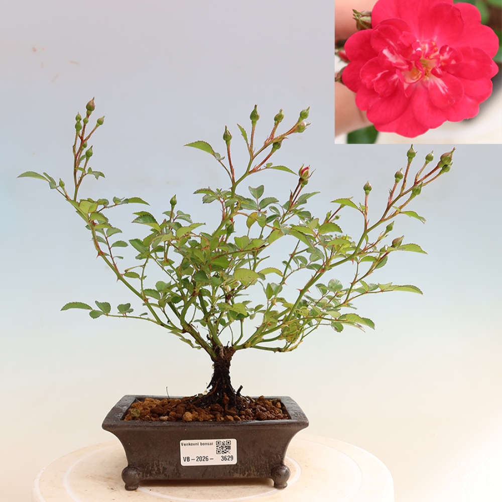 Bonsai ogrodowe – Rosa Kordes – róża