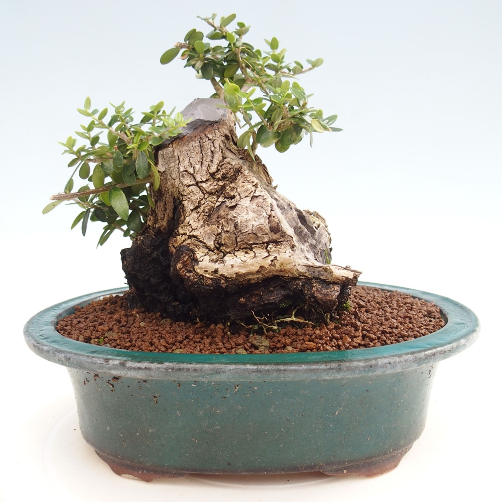 Kryte bonsai - Olea europaea sylvestris - Europejska oliwa z małych liści