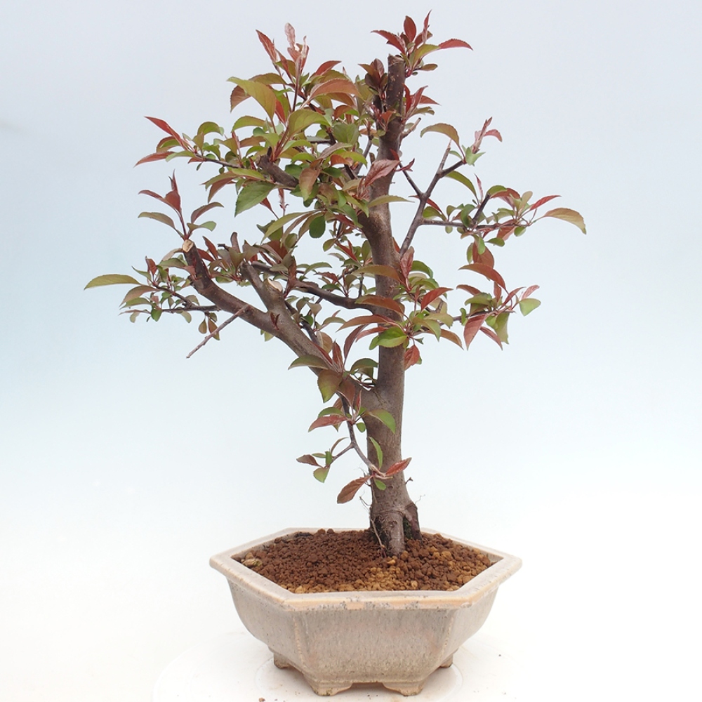 Bonsai zewnętrzne - Malus domowy - Jabłoń czerwonolistna o drobnych owocach