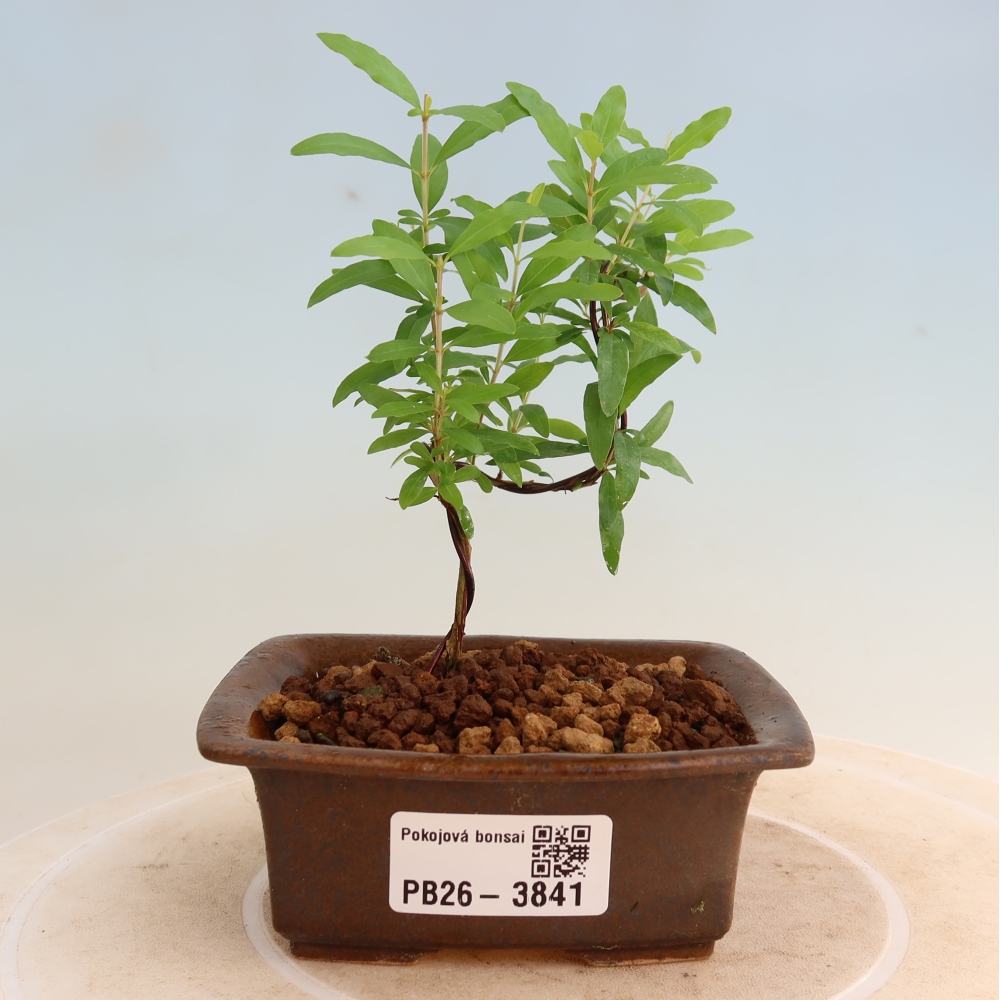 Pokój bonsai - PUNICA granatum nana - jabłko granatu
