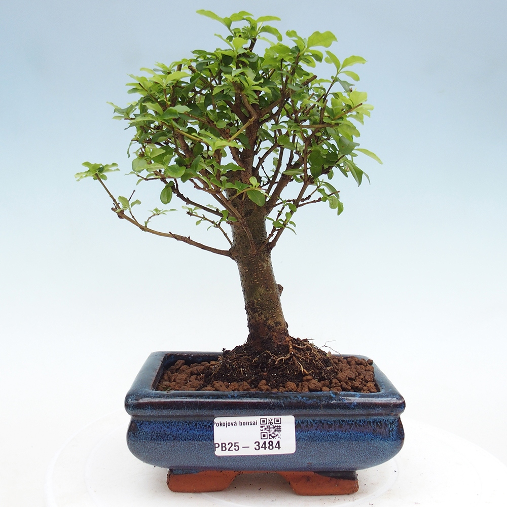Pokój bonsai - Ligustrum chinensis - Dziób ptaka