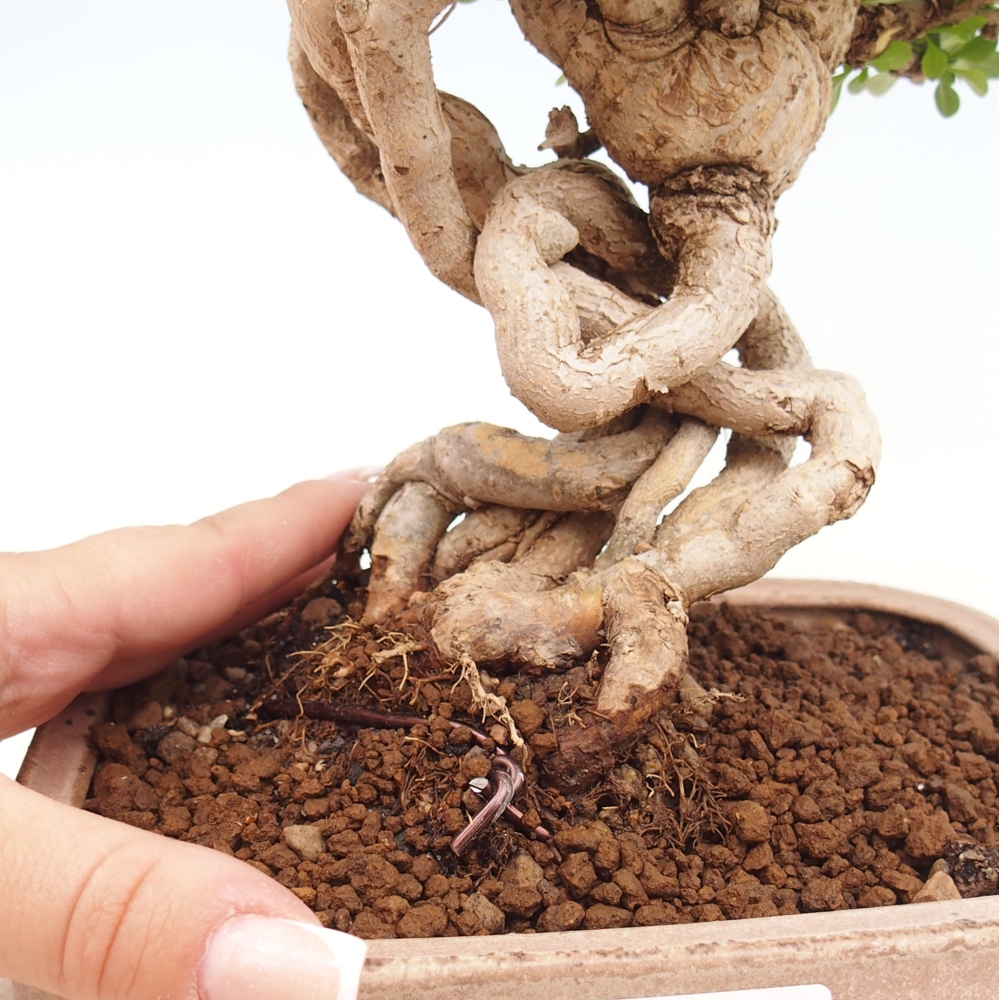 Bonsai zewnętrzne - Berberis coreana
