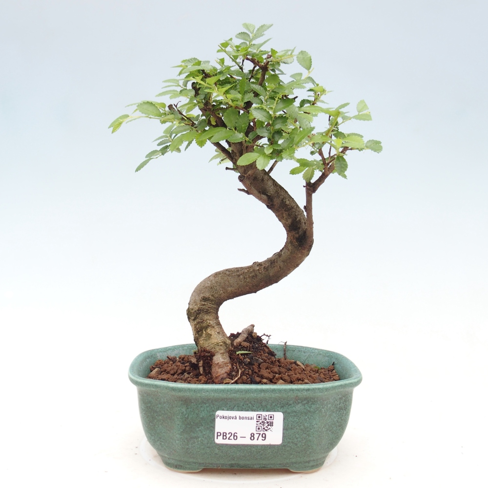 Pokój bonsai - Ulmus parvifolia - Wiąz drobnolistny