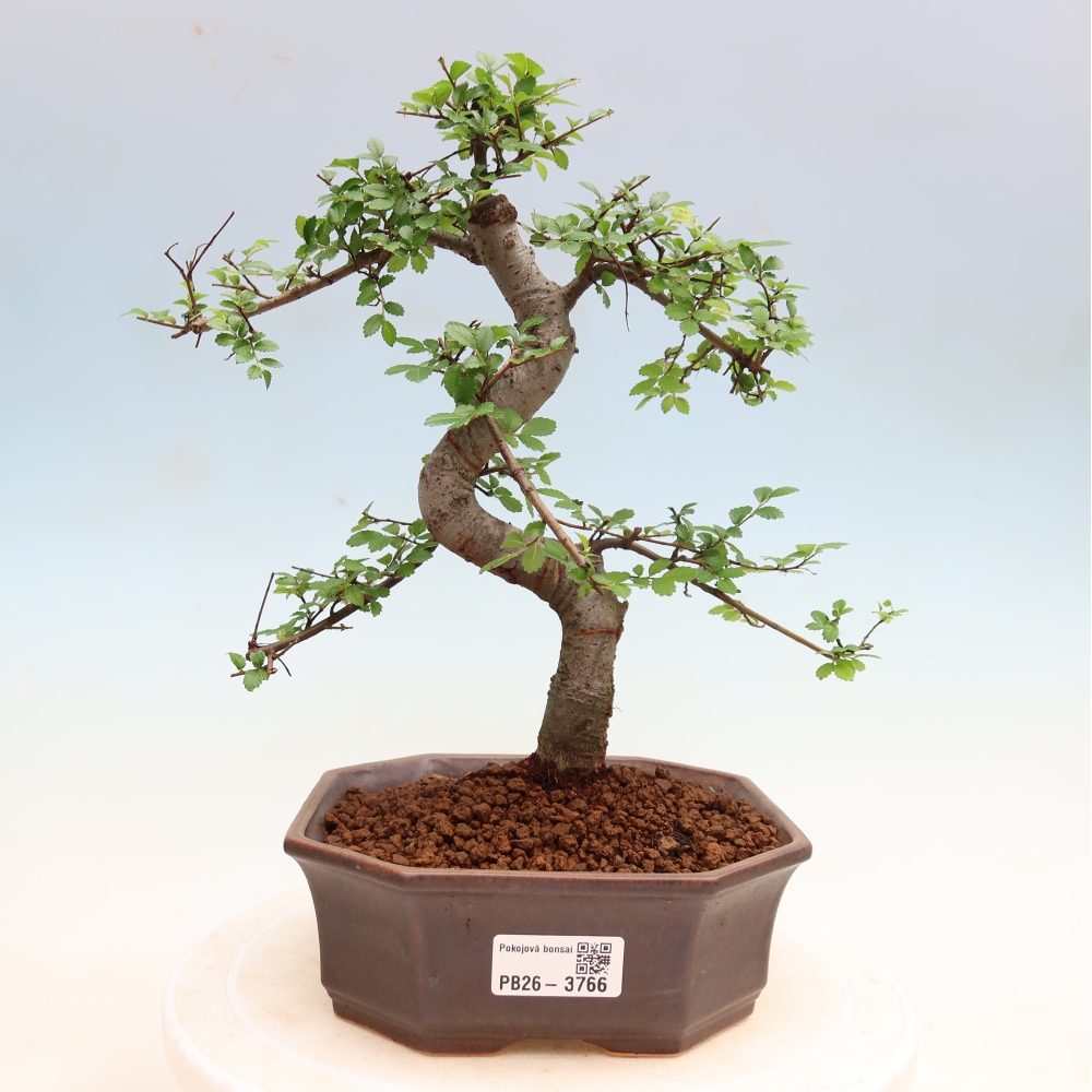 Pokój bonsai - Ulmus parvifolia - Wiąz drobnolistny