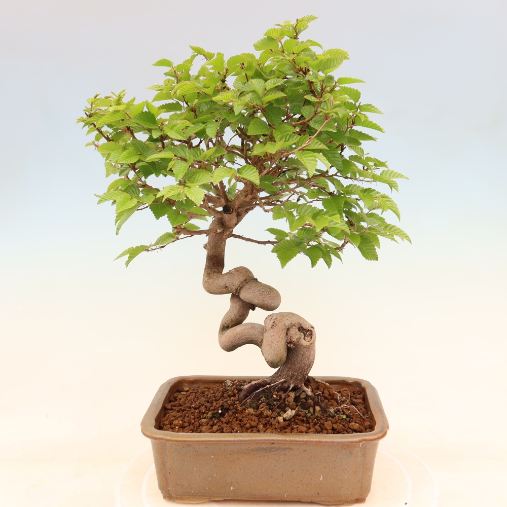 Outdoor bonsai - Carpinus coreana - grab koreański