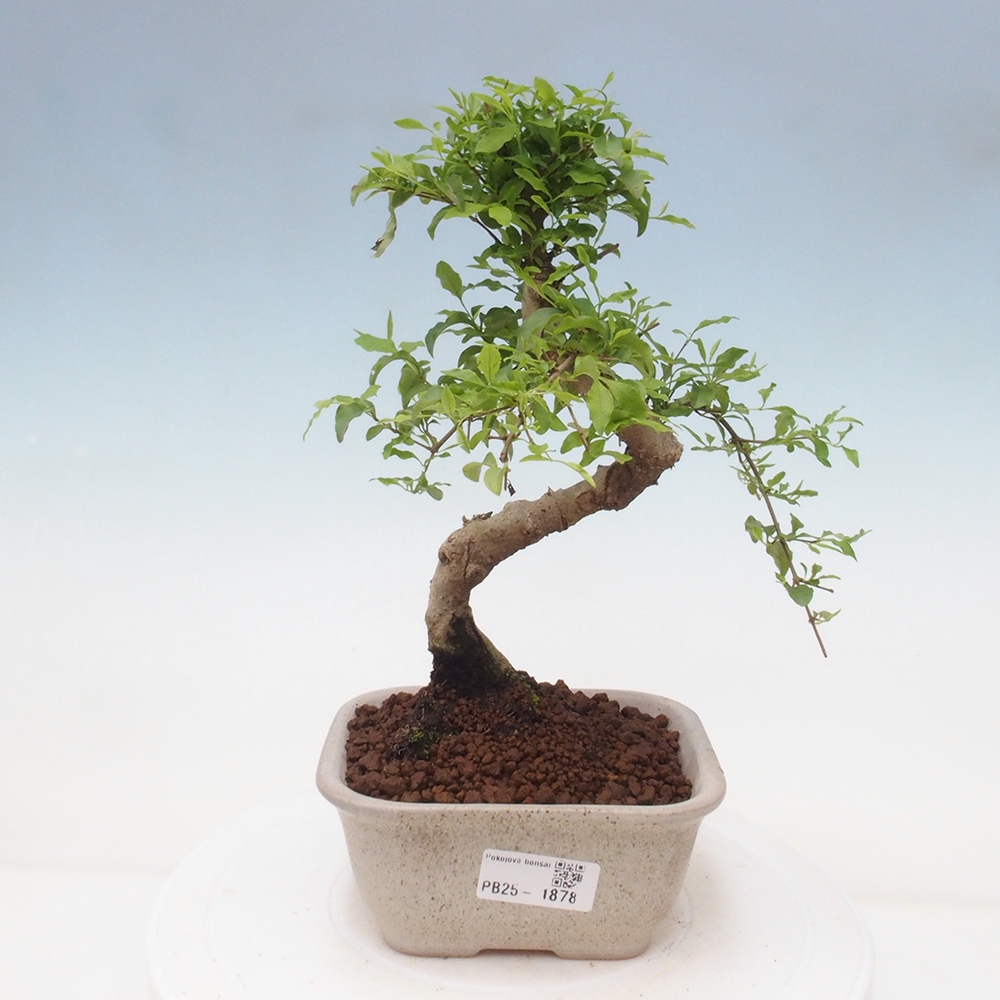 Indoor bonsai -Ligustrum chinensis - dziób ptaka